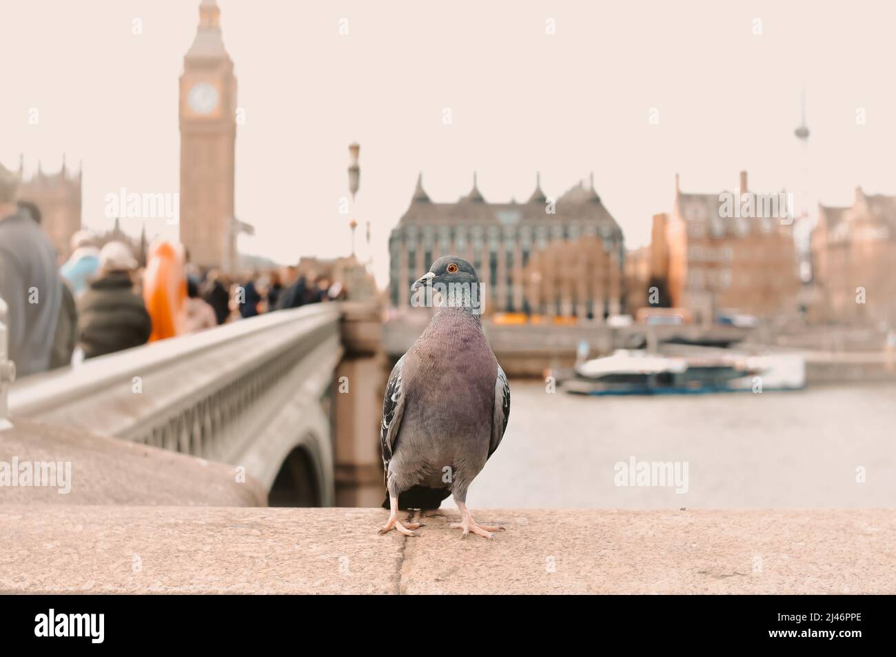 pigeon-walking-around-london-bridge-in-great-britain-stock-photo-alamy