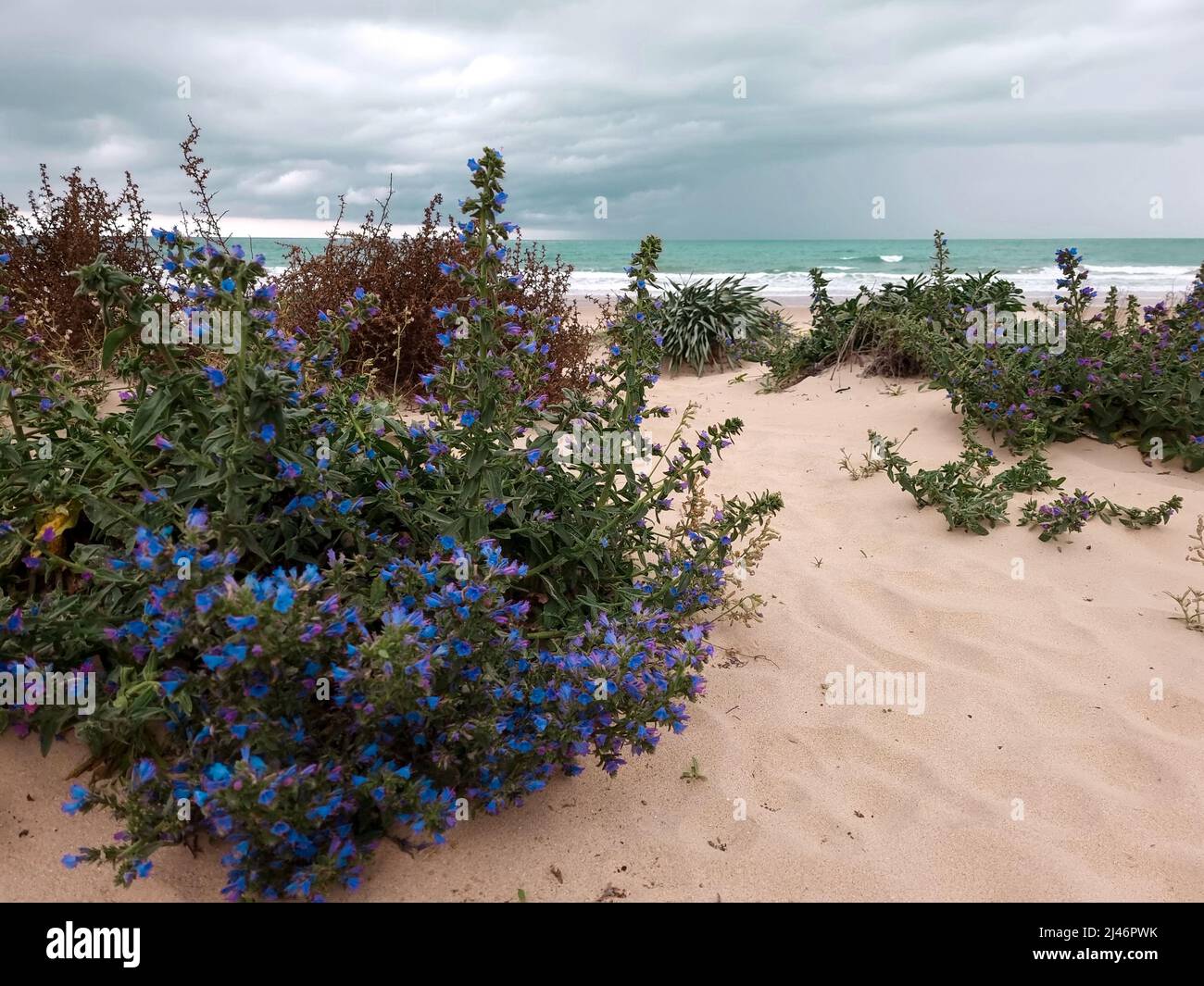 Plants growing in the sand on the beach Stock Photo Alamy