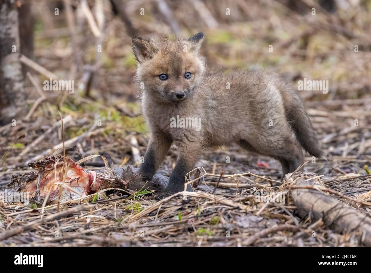cute babies fox in spring Stock Photo - Alamy