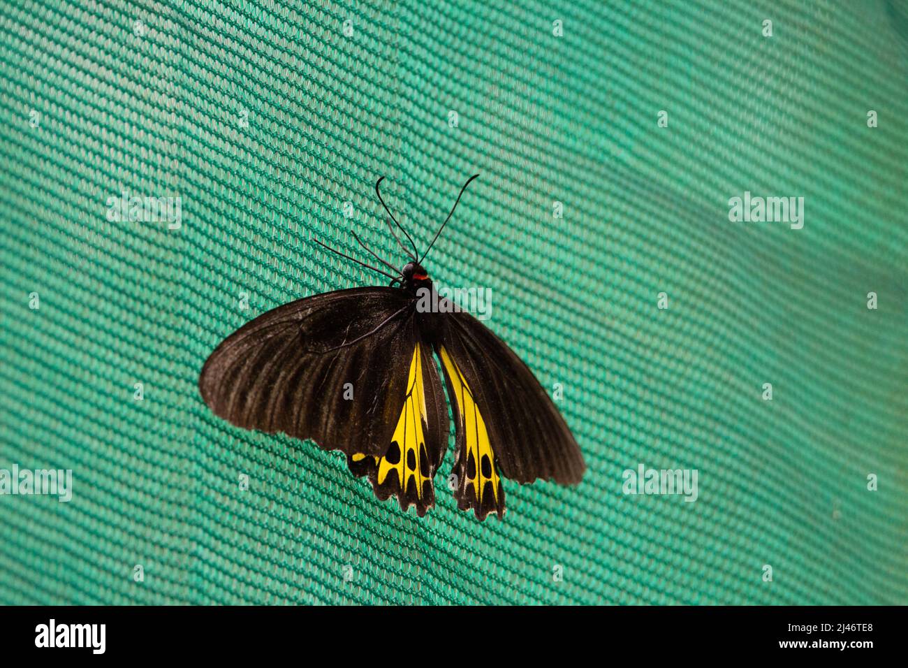 common birdwing (Troides helena) a common birdwing butterfly with yellow underwings resting on a natural green background Stock Photo