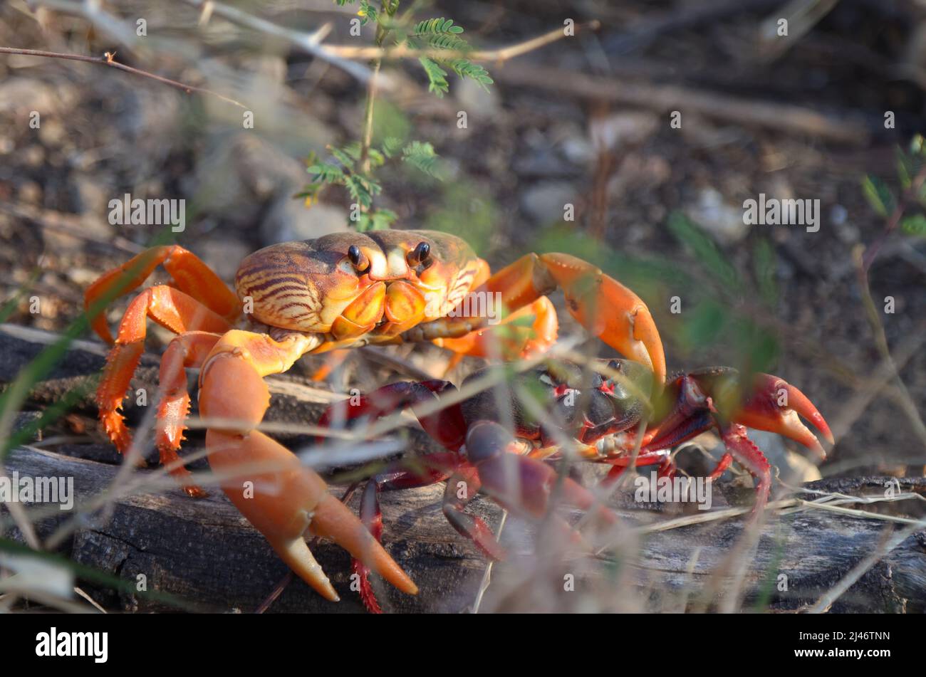 Red land crab migrating to the sea in Trinidad, Cuba Stock Photo Alamy
