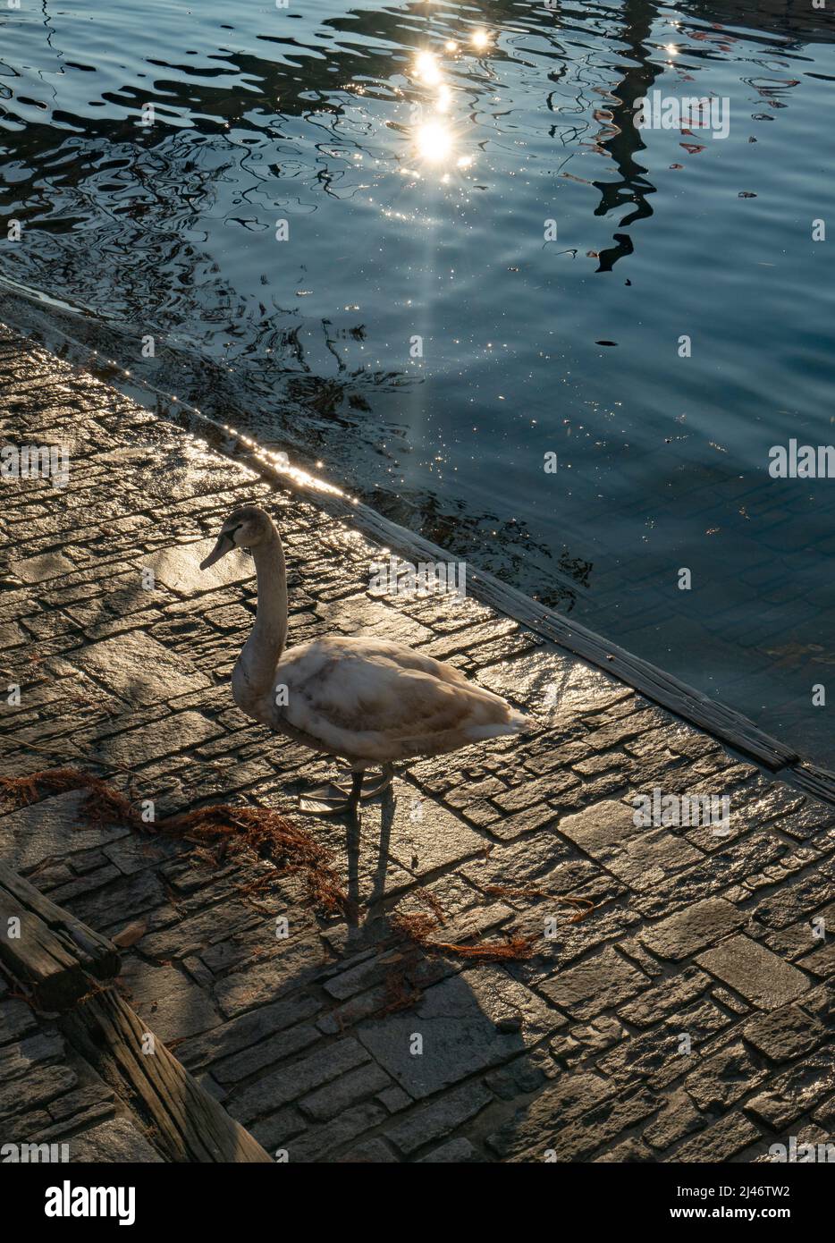 Swan in evening sunshine in Locarno, Switzerland Stock Photo