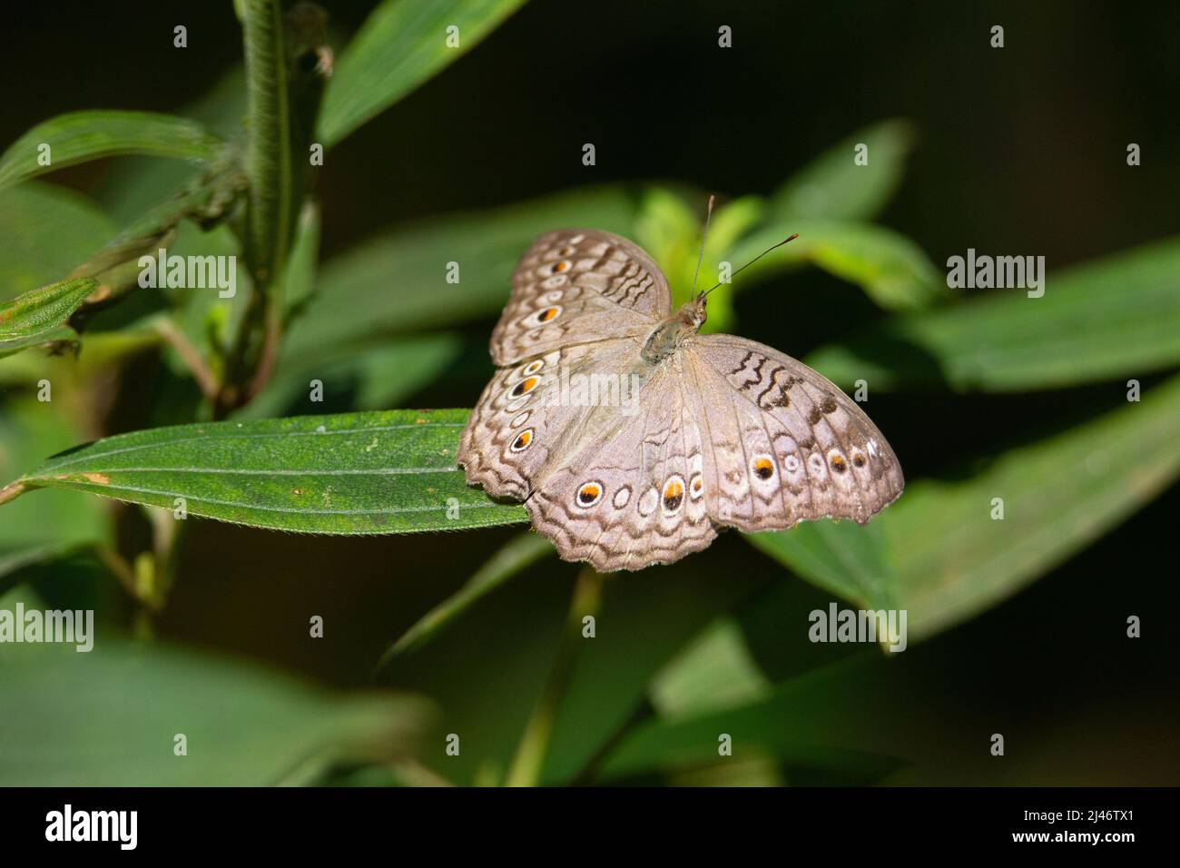 grey pansy (junonia atlites) grey pansy butterfly resting on green leaves isolated on a natural black background Stock Photo