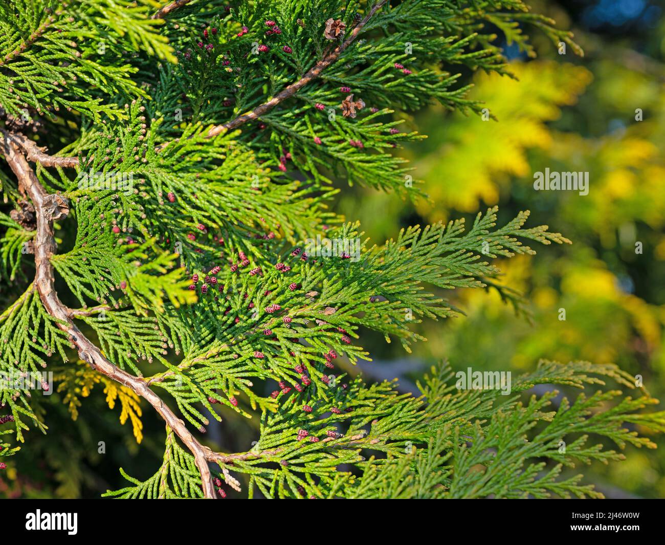 Male cones of the false cypress, Lawson's cypress Stock Photo