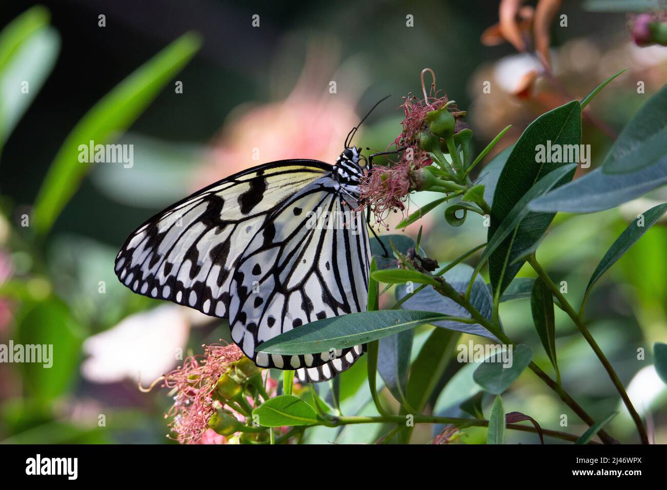 Large tree nymph (Idea leuconoe) large tree nymph butterfly with wings closed feeding on pale pink tropical flowers Stock Photo