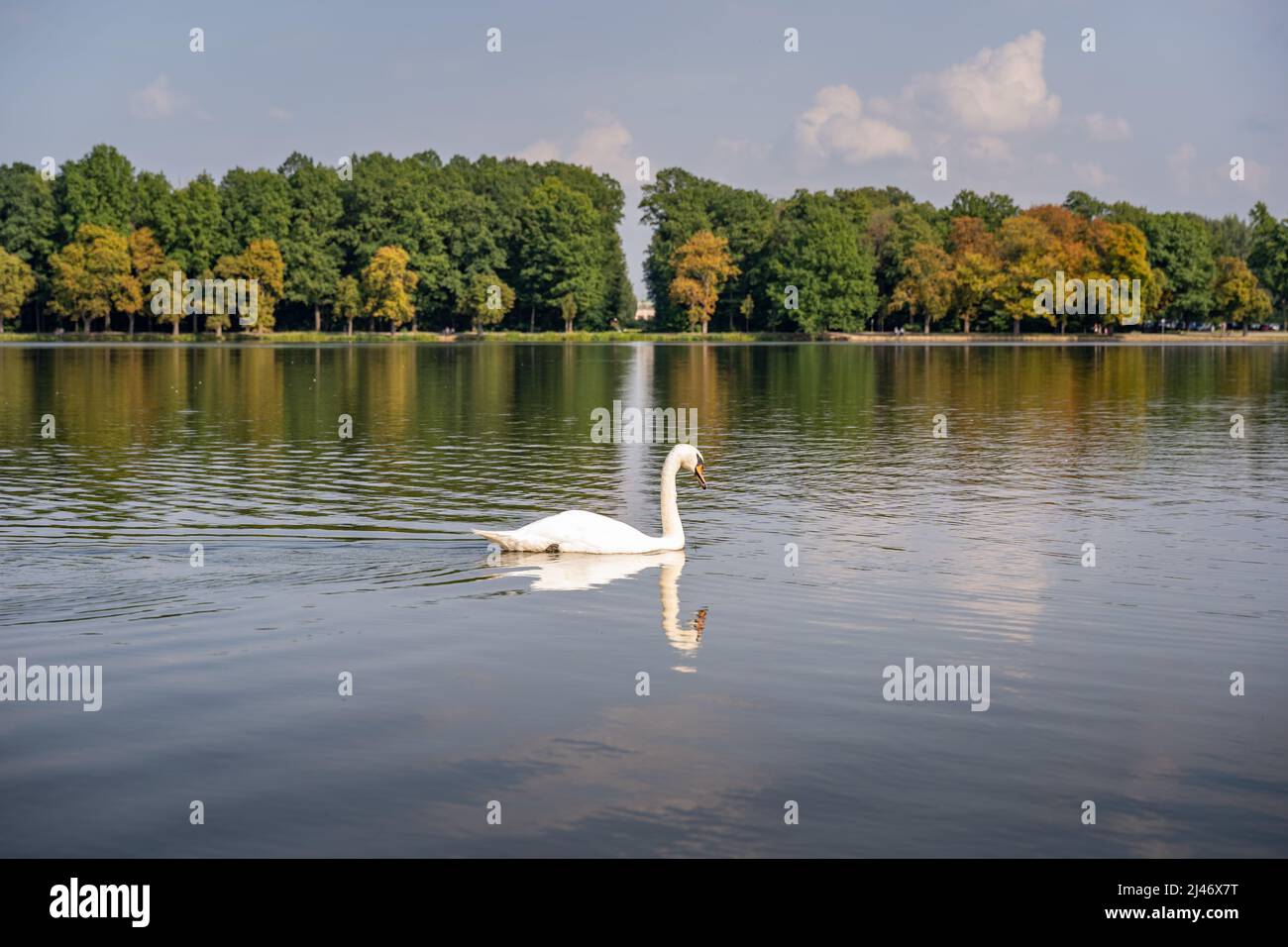 White swan bird swimming on a lake in a public park. Animal wildlife in ...