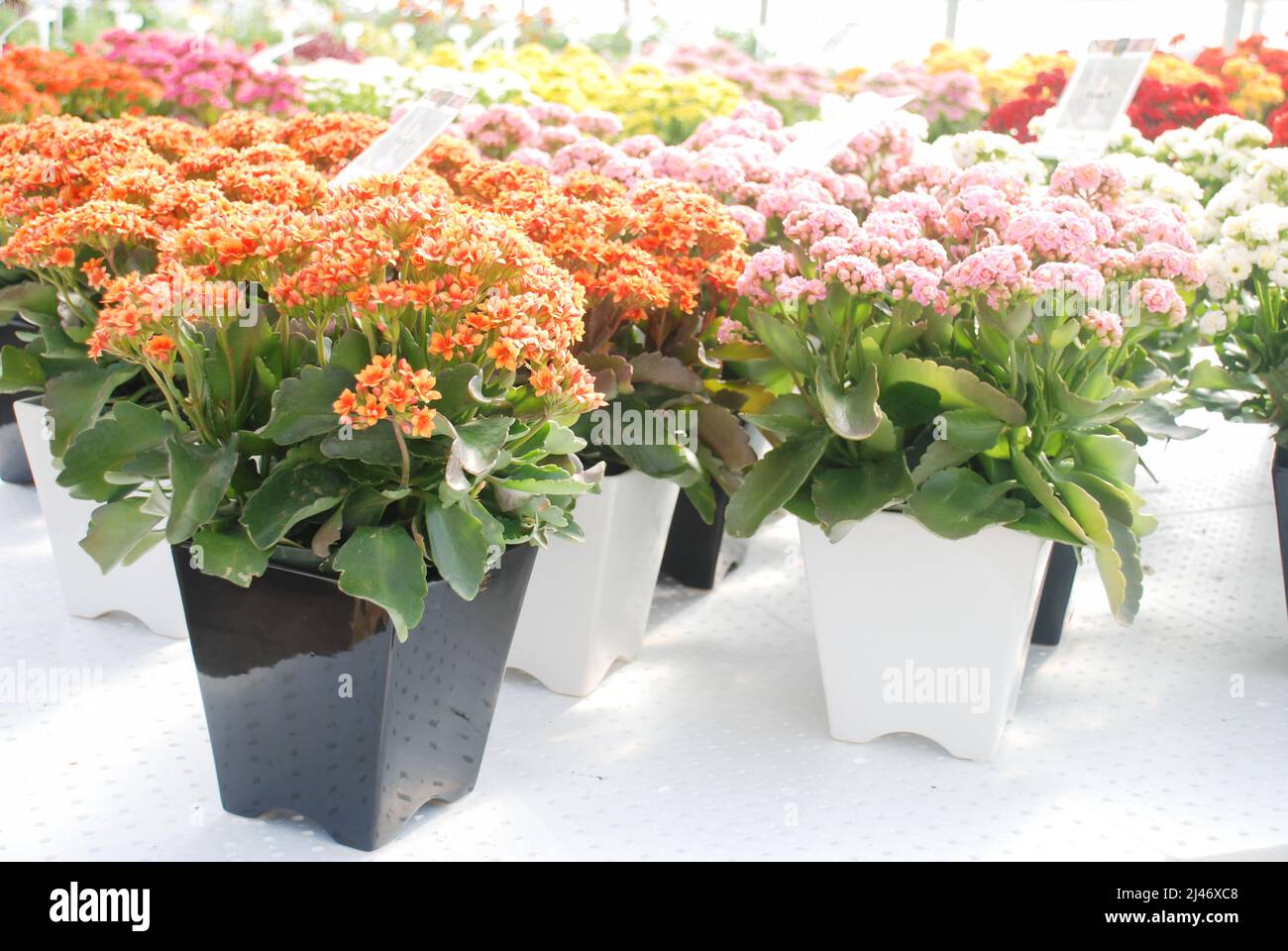Kalanchoe plant with multicolor flowers, Kalanchoe blossfeldiana, black