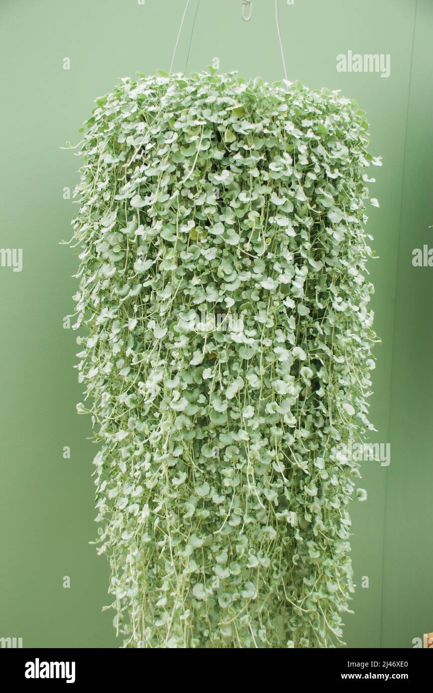 Dichondra Repens plant is grown at the nursery, hanging plants long trails Stock Photo