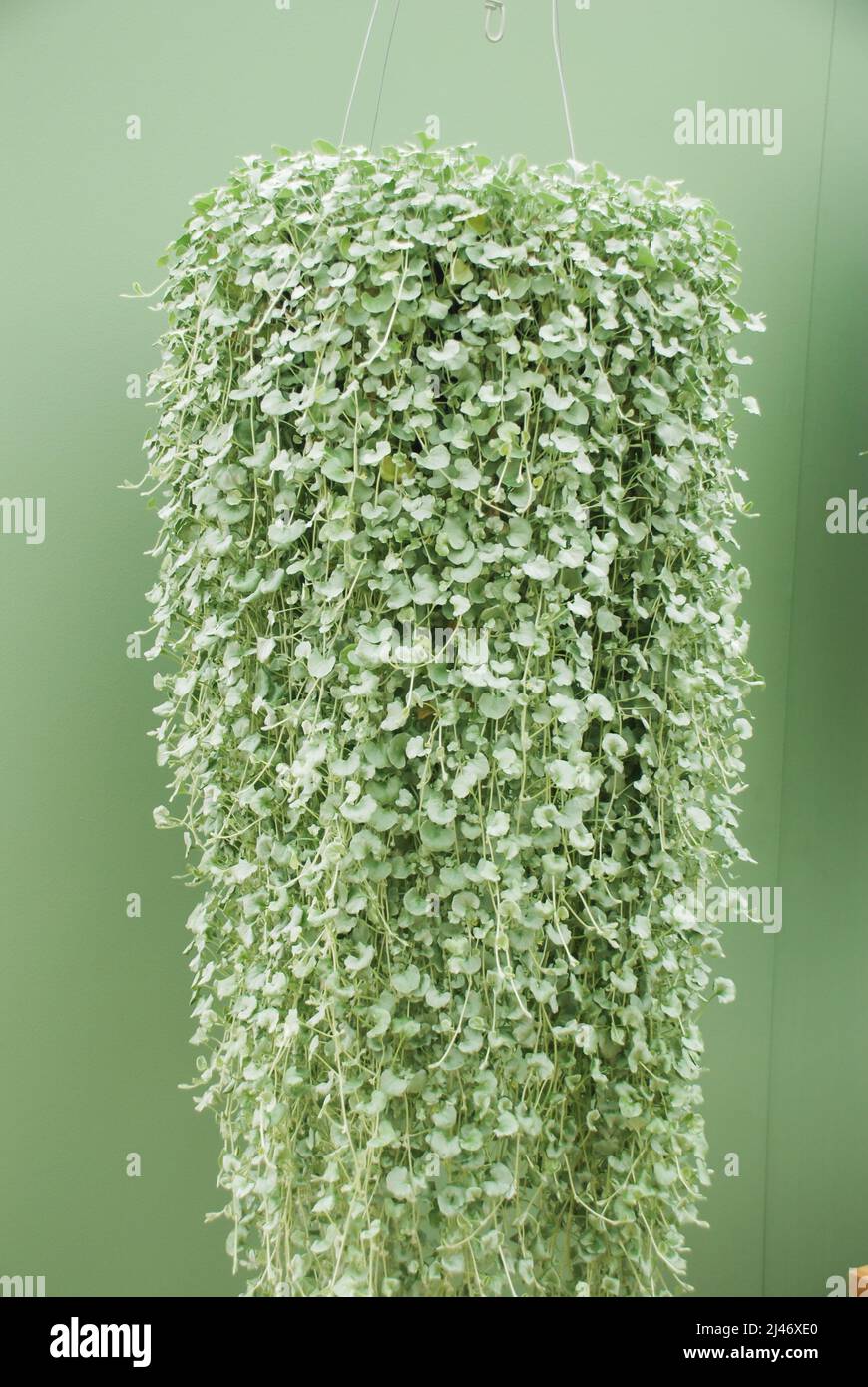 Dichondra Repens plant is grown at the nursery, hanging plants long trails  Stock Photo - Alamy