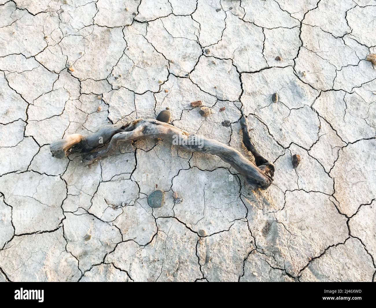 Dry cracked earth background, drought. The dried-up bottom of river. A dry tree branch and stones. Copy space. Stock Photo