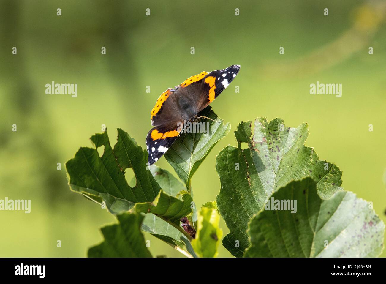 Red admiral butterfly (Vanessa atalanta) resting on green leaves with wings open Stock Photo