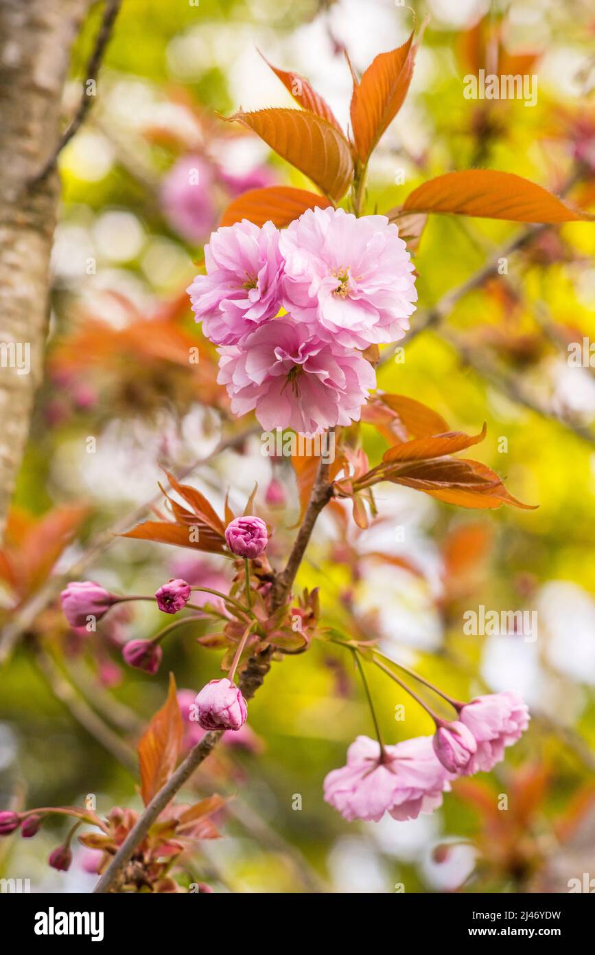 Blossom of Pink Flowering Cherry, Prunus Kanzan, in Southampton Old Cemetery Stock Photo