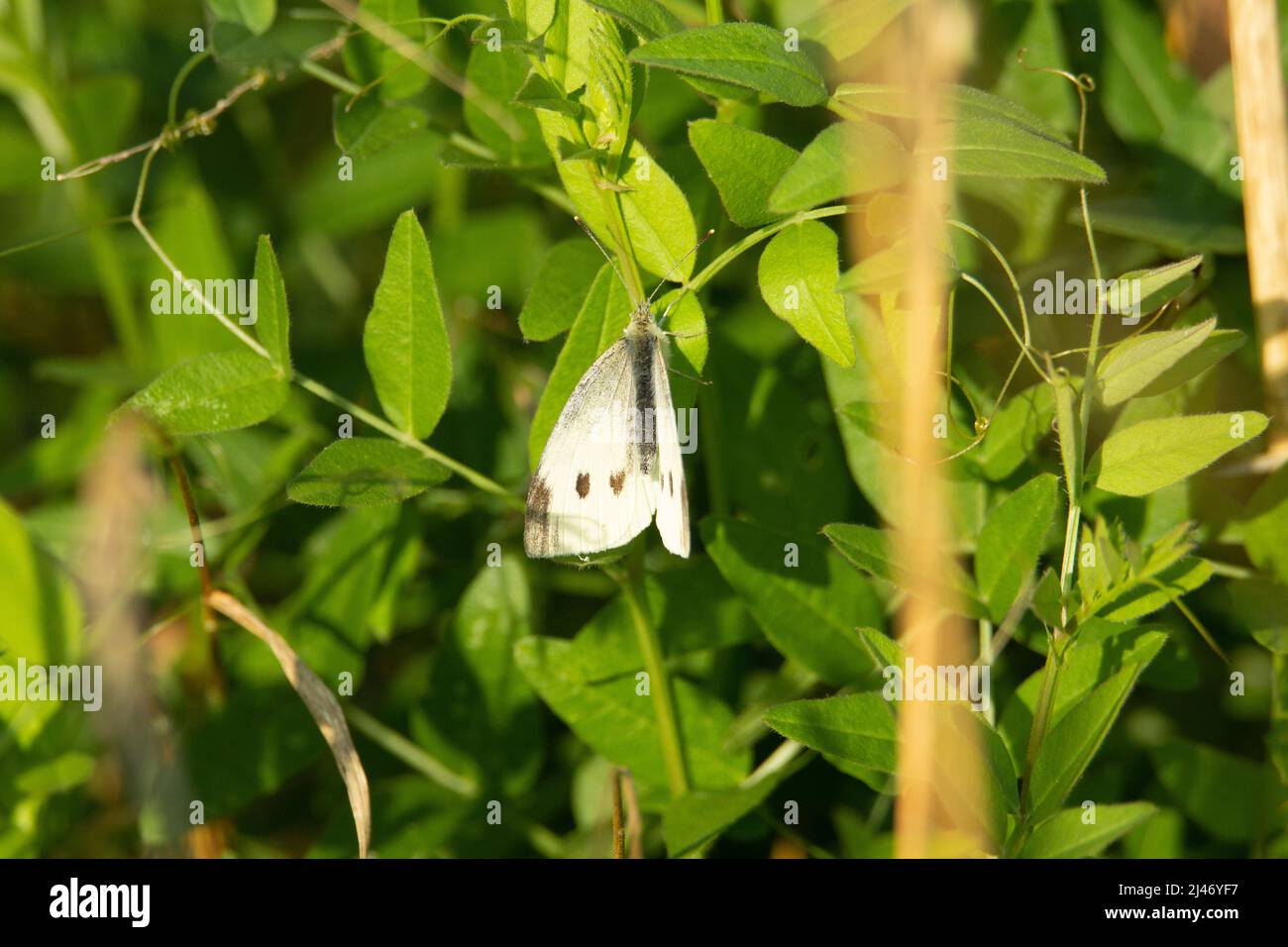 Small White butterfly (Pieris rapae) an adult small white butterfly resting on a green leaf in the morning sun Stock Photo