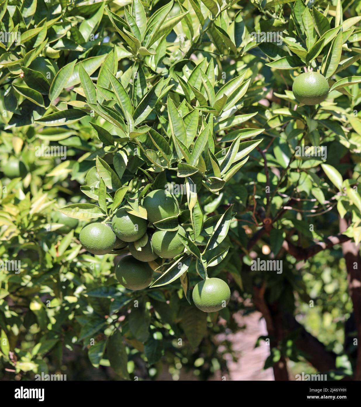 Mediterranean orchard with green citrus fruits called Bergamot from