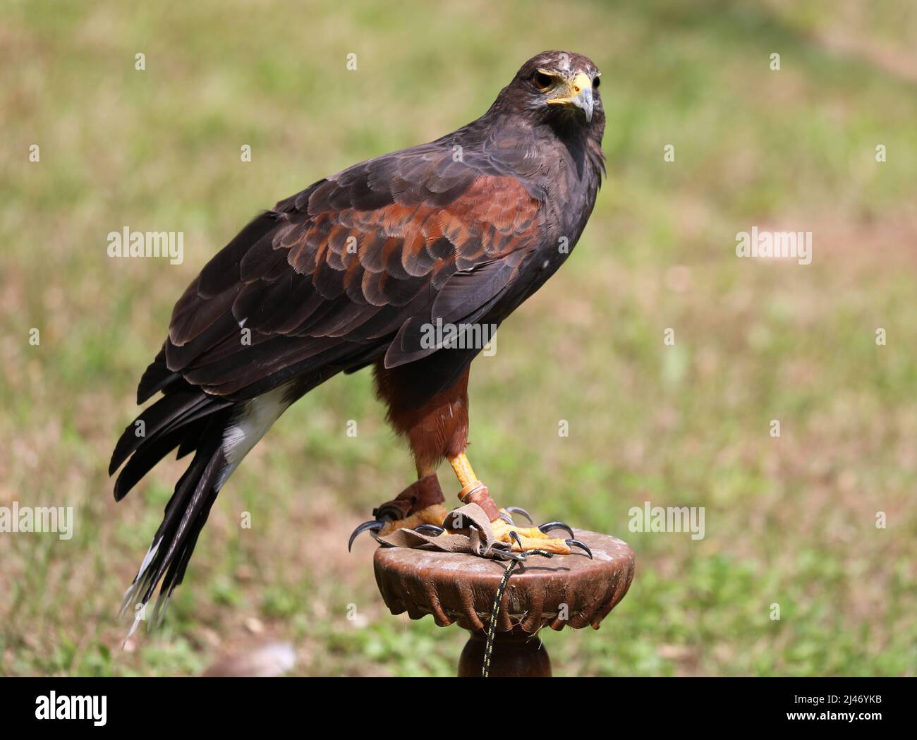 Bird of Prey called Harris s Hawk above the perch in a falconry farm during training Stock Photo