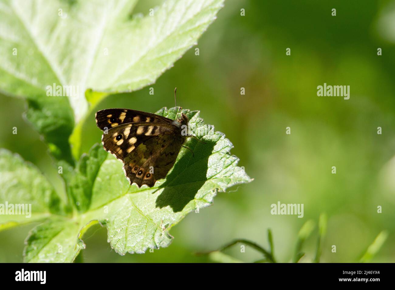 Speckled wood (Pararge aegeria) speckled wood butterfly resting on a leaf with wings closed Stock Photo