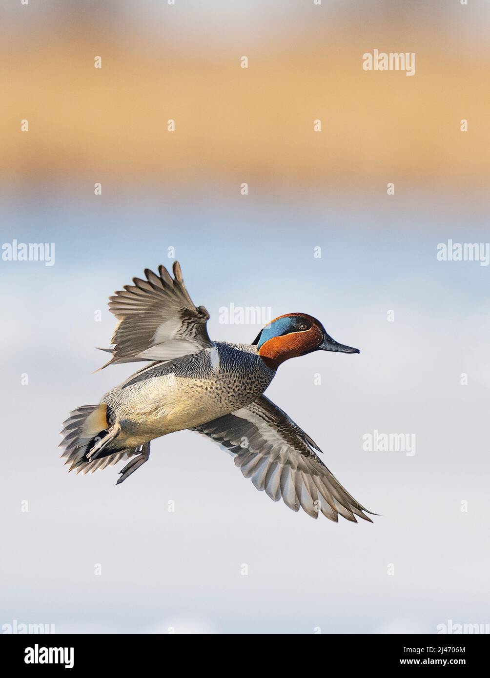 Green wing teal in the spring in South Dakota Stock Photo
