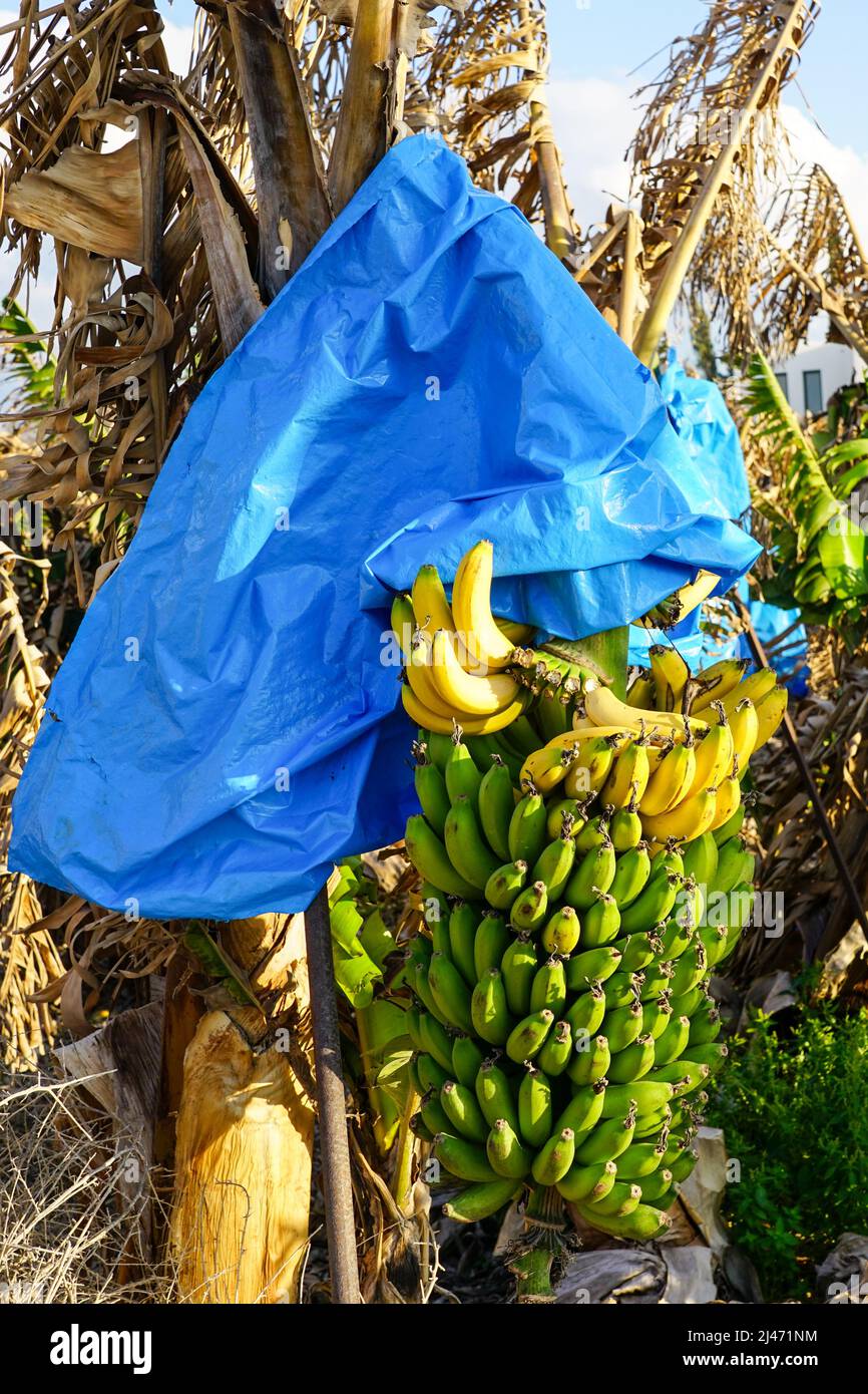A bunch of green bananas covered with a blue polyethylene film ripens on a palm tree in a plantation in Cyprus Stock Photo