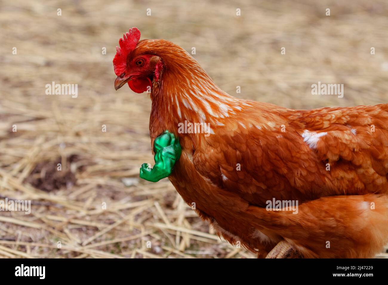 Hulk chicken arms hi-res stock photography and images - Alamy