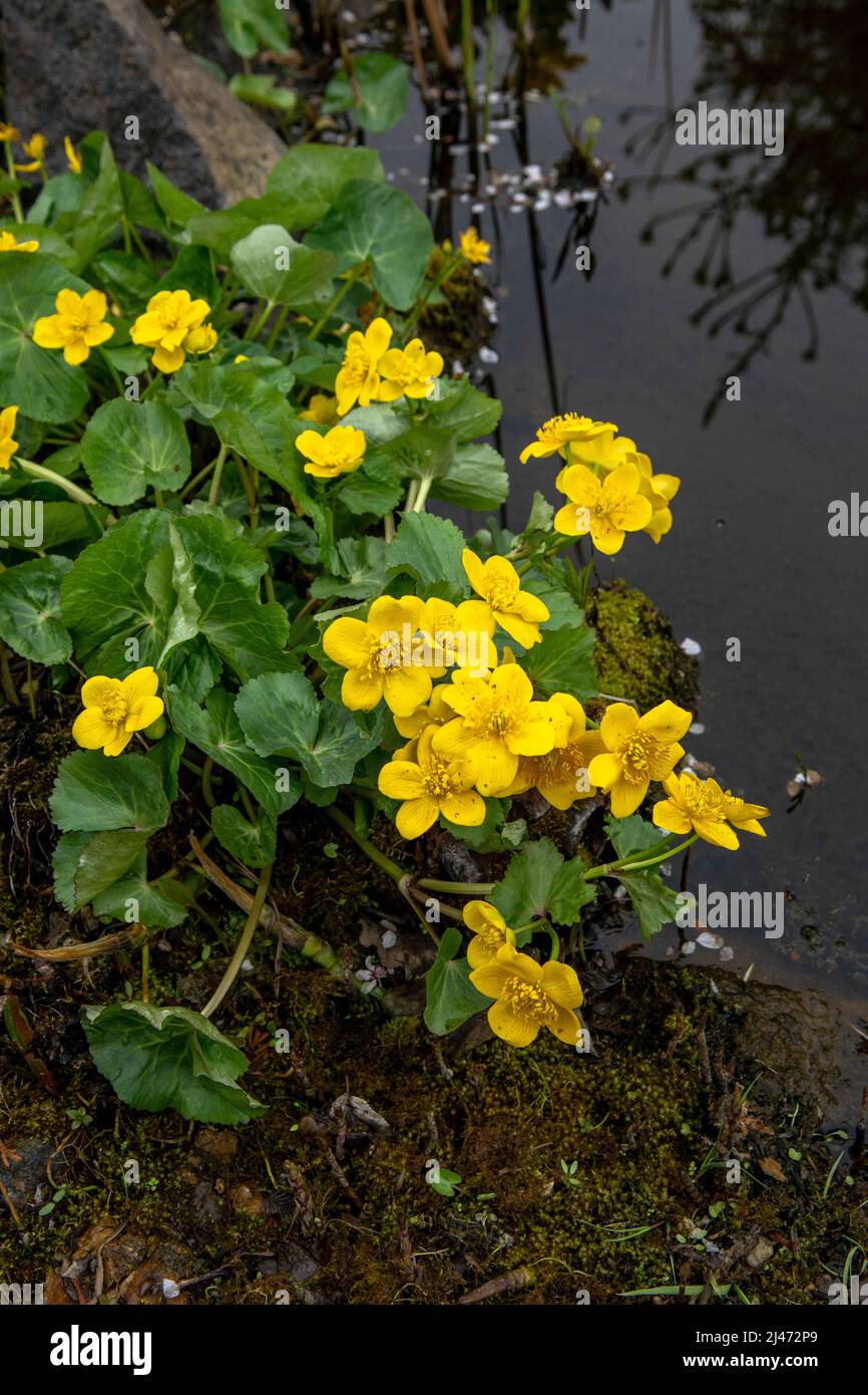 Yellow Marsh Marigold Flowers (Caltha palustris) in the early spring. Close Up. Macro Stock Photo