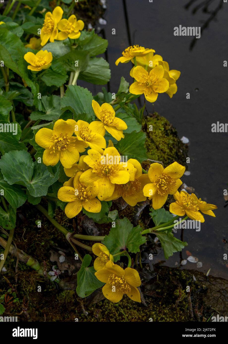 Yellow Marsh Marigold Flowers (Caltha palustris) in the early spring. Close Up. Macro Stock Photo