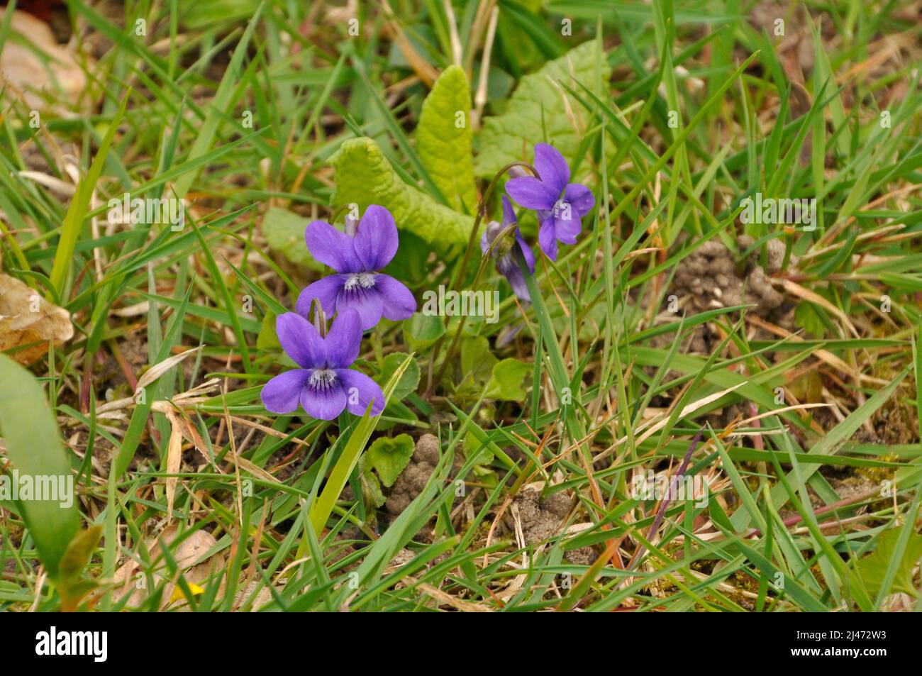 Sweet Violet, Viola odorata, is a species of flowering plant in the viola family, native to Europe and Asia. This small hardy herbaceous perennial is Stock Photo