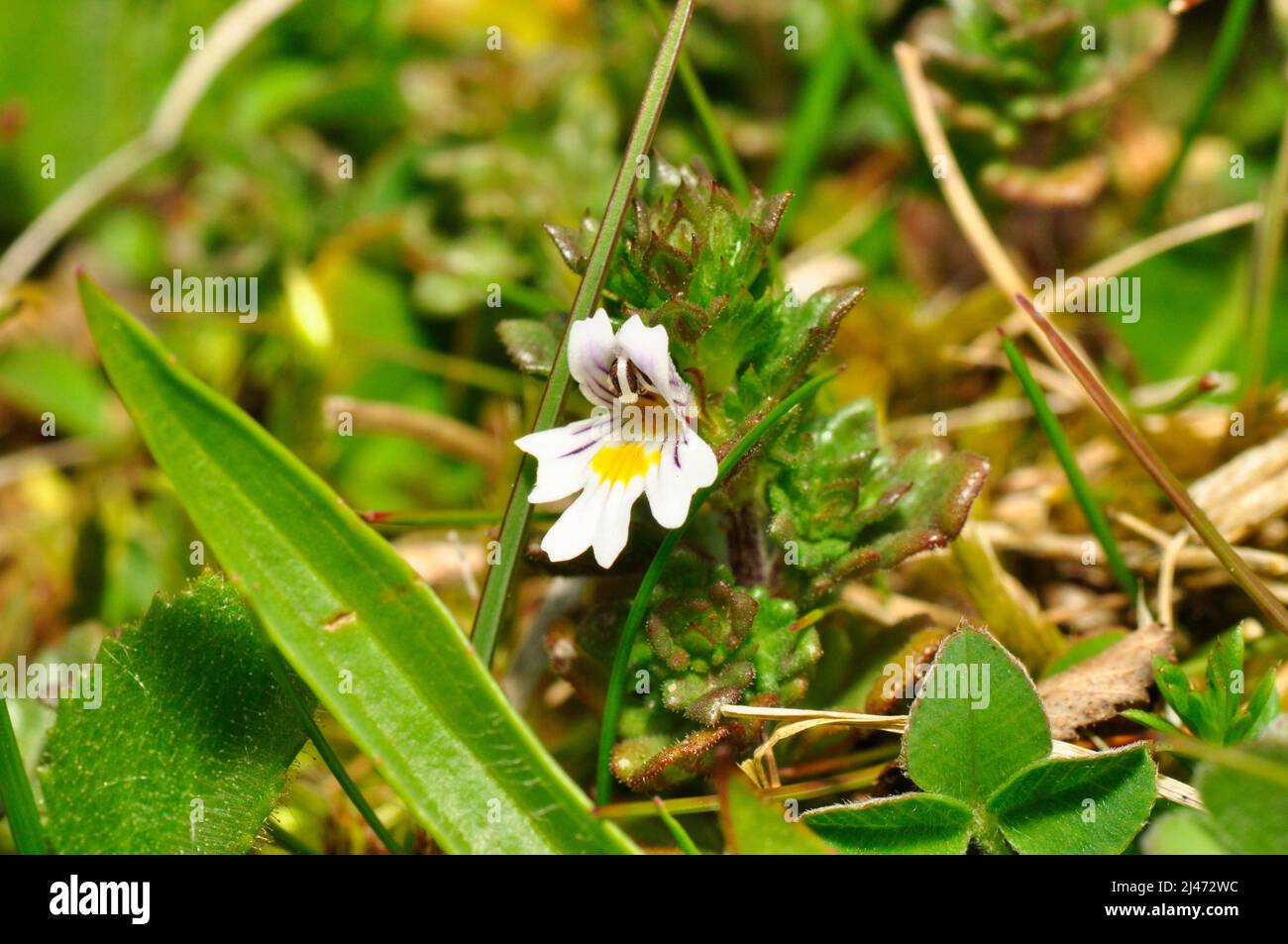 Eyebright, Euphrasia officinalis agg.  Herbaceous flowering plant in the family Orobanchaceae which is semi parasitic on grass and other plants. Small Stock Photo