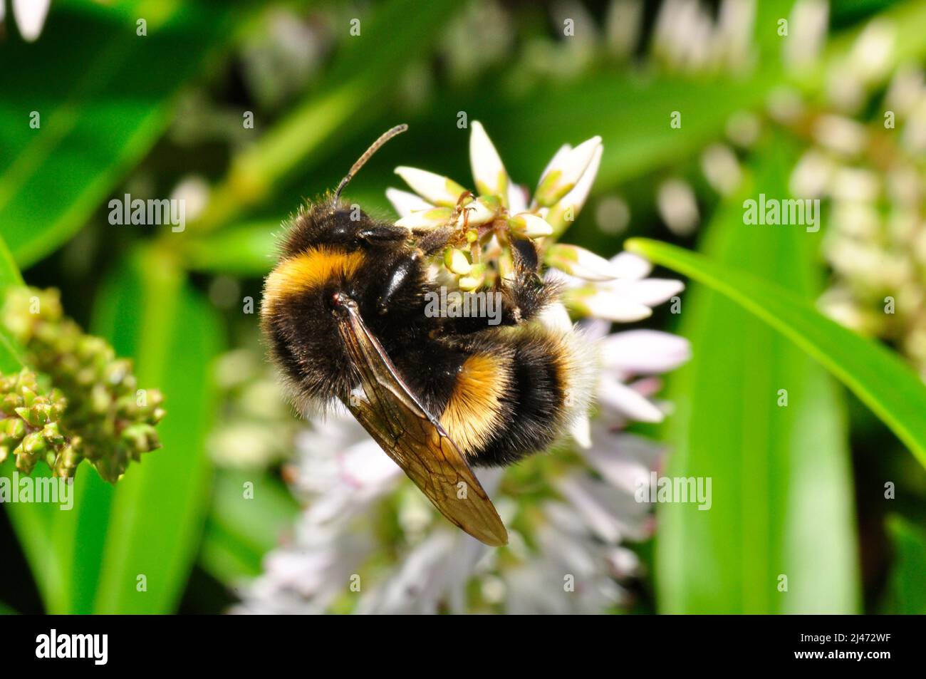 Garden Bumblebee (Bombus hortorum) adult male feeding on a flower in a Somerset garden in early  summer. Stock Photo