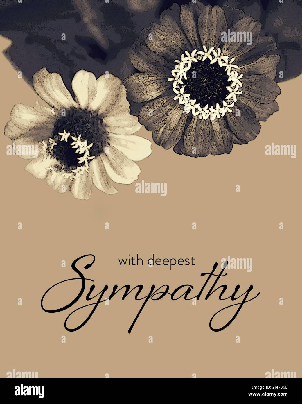 Sympathy card with zinnia flowers illustration Stock Photo