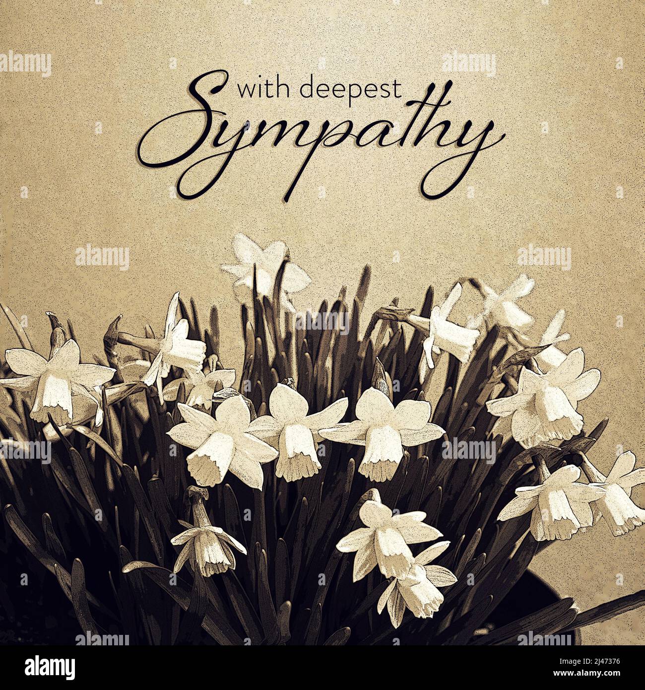 Sympathy card with daffodils illustration Stock Photo