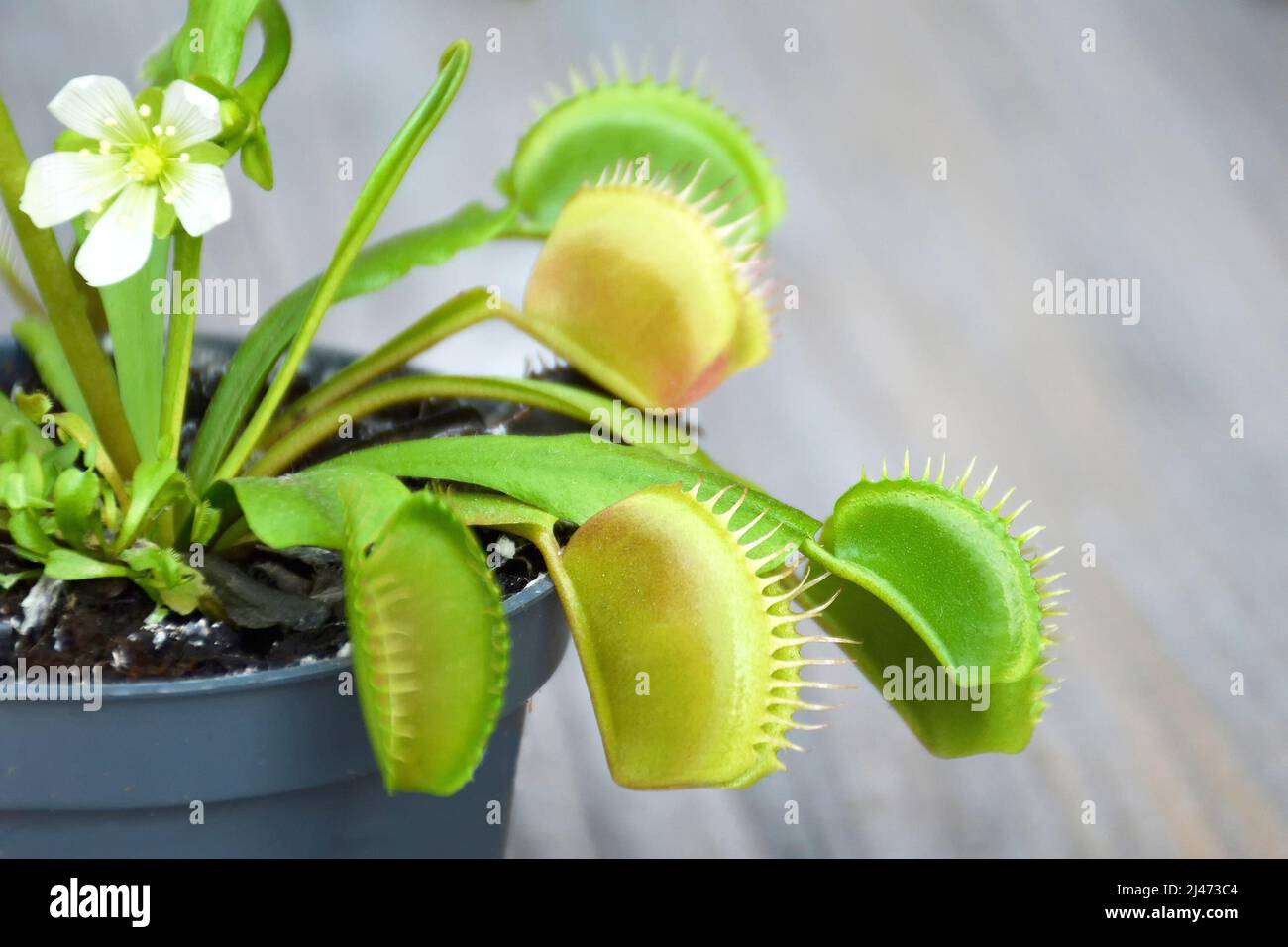 Flowering Venus Flytrap plant. Close up of Dionaea Muscipula in a pot Stock Photo