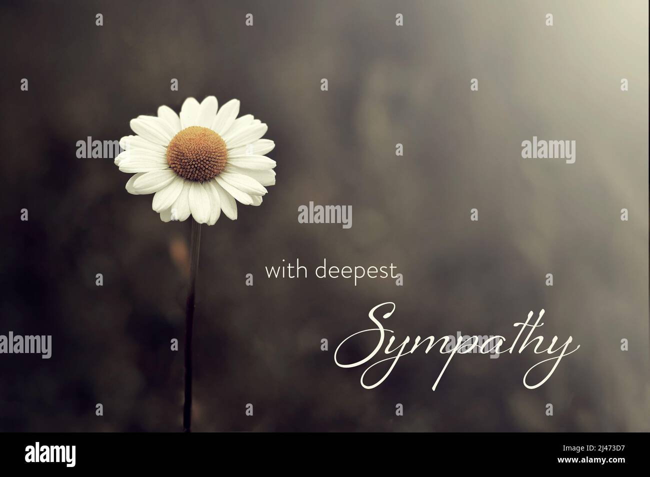 Sympathy card with daisy flower on dark background Stock Photo