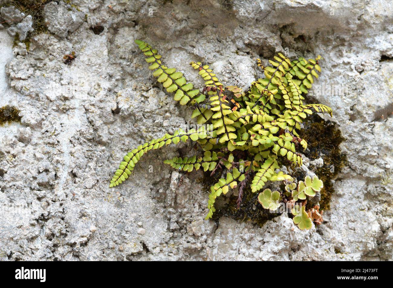 Plant growing on rough concrete wall Stock Photo