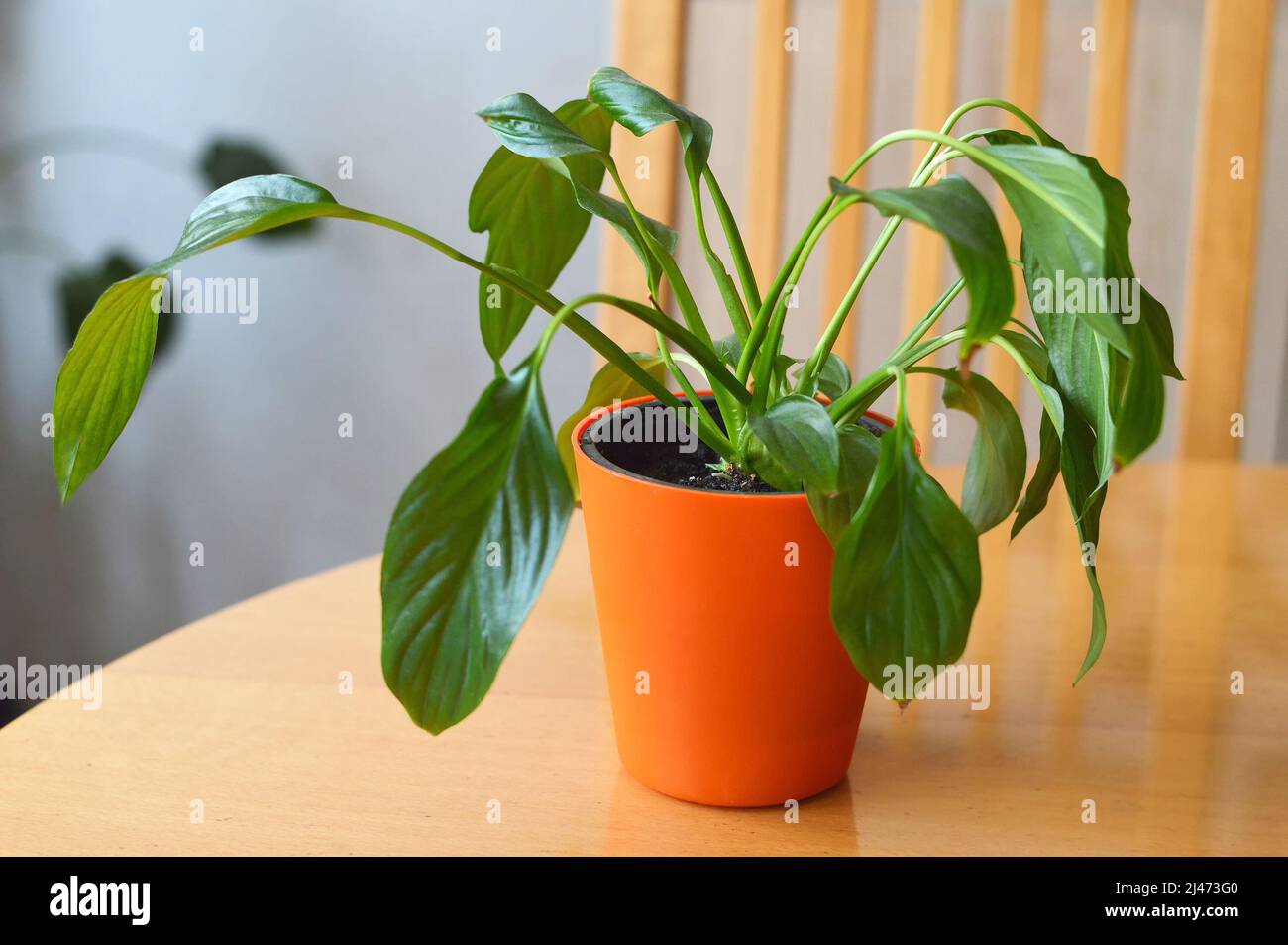 Wilting peace lily (Spathiphyllum) in a pot Stock Photo
