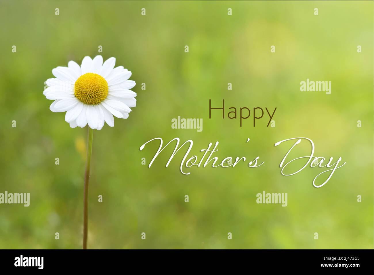 Happy Mothers Day card with a daisy flower on green background Stock Photo