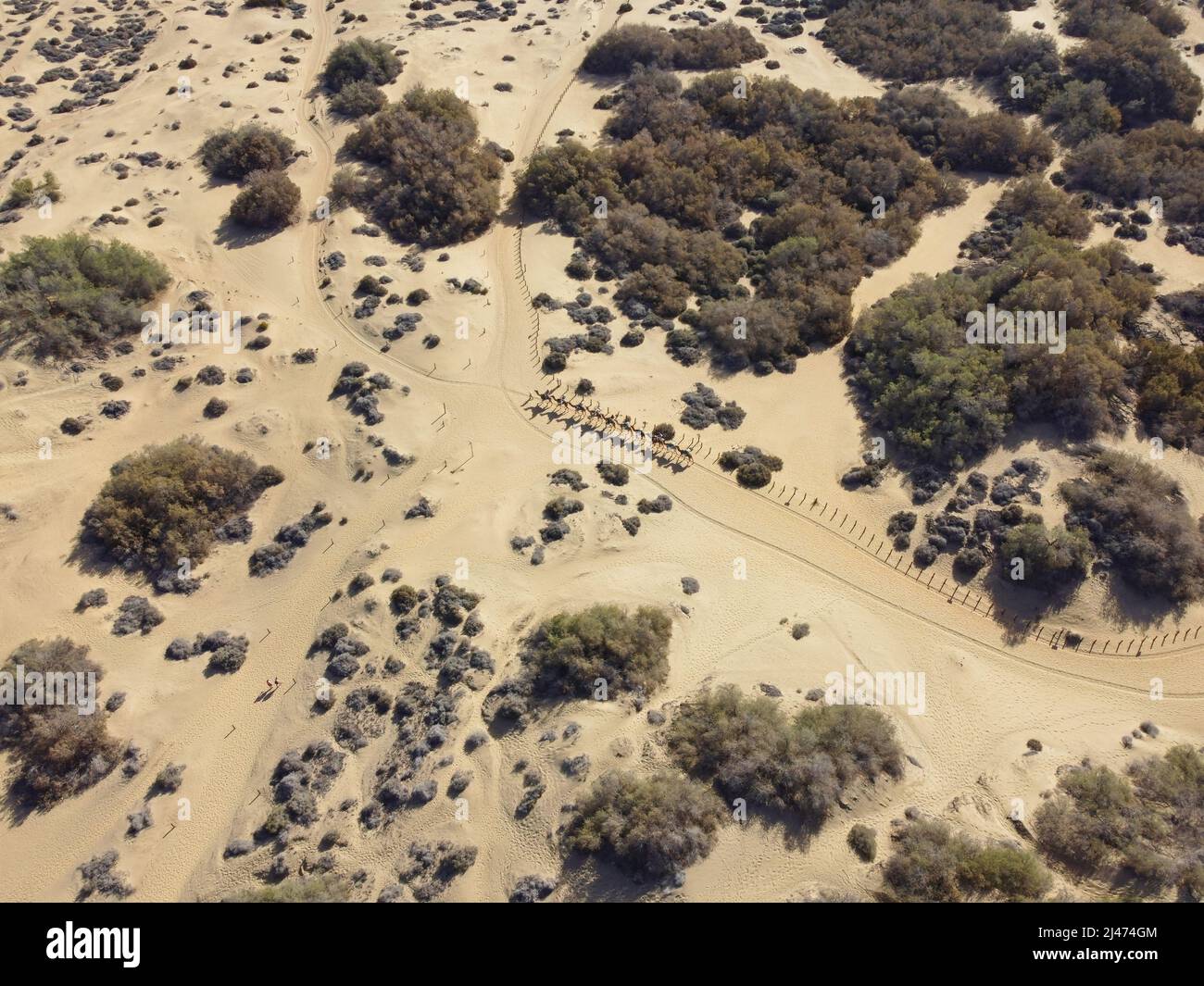 Aerial drone image of a line of camels during a safari tour on sand desert dunes in Maspalomas, Gran Canaria, Canary Islands, Spain. Stock Photo