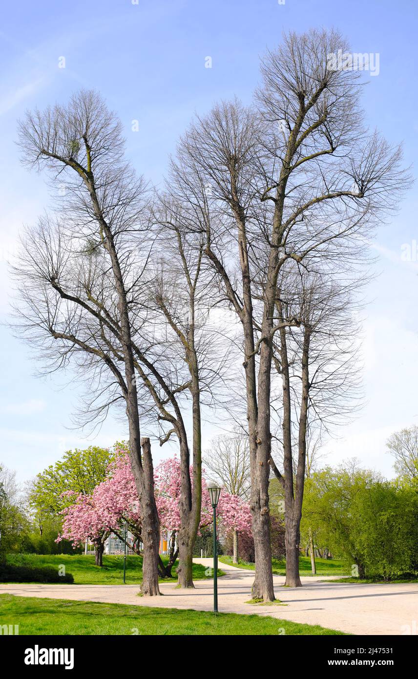 Springtime in the park with blooming cherry tree , cherry blossoms and ...