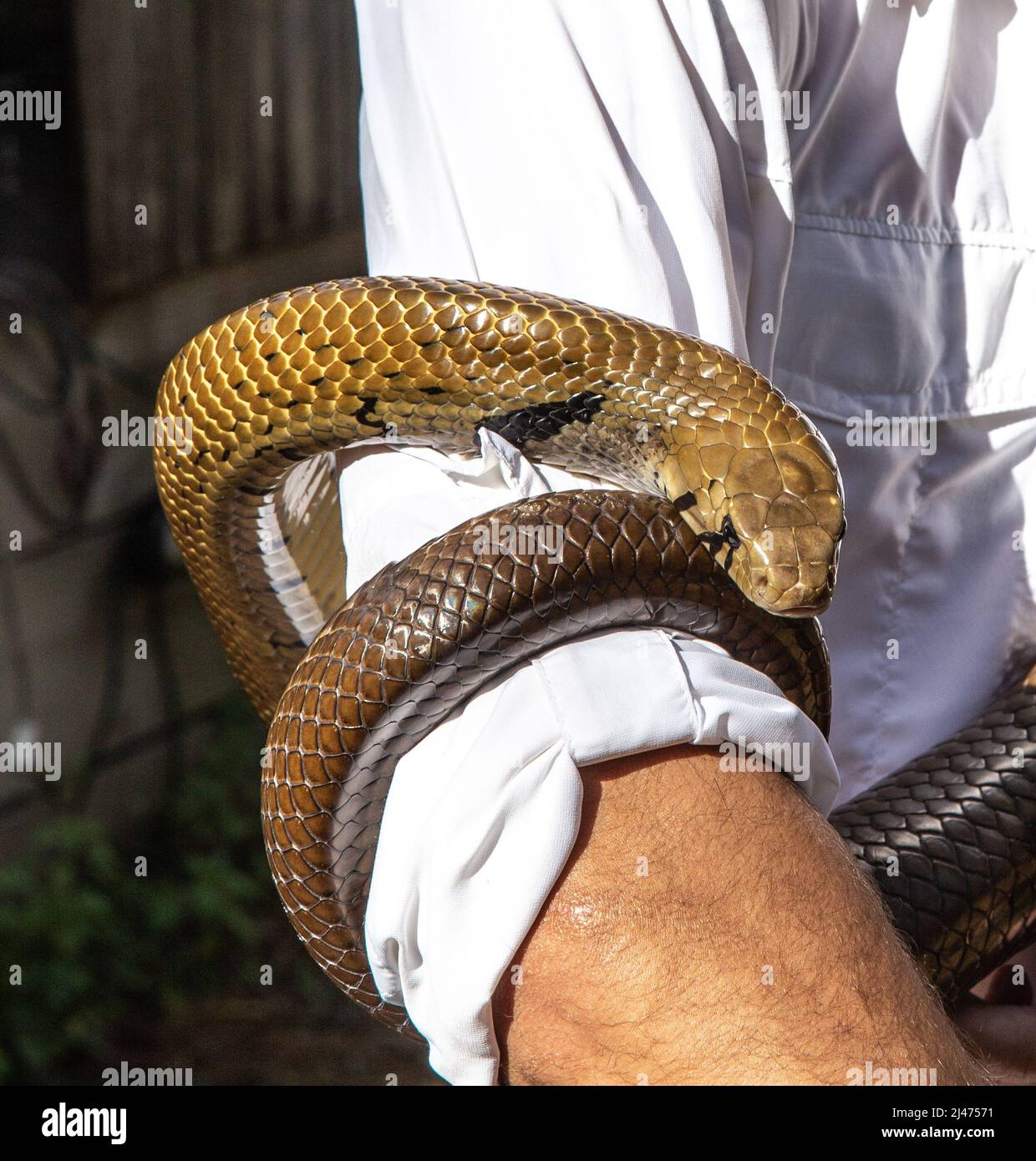 Black Tailed Cribo is a  non-venomous indigo snake Stock Photo