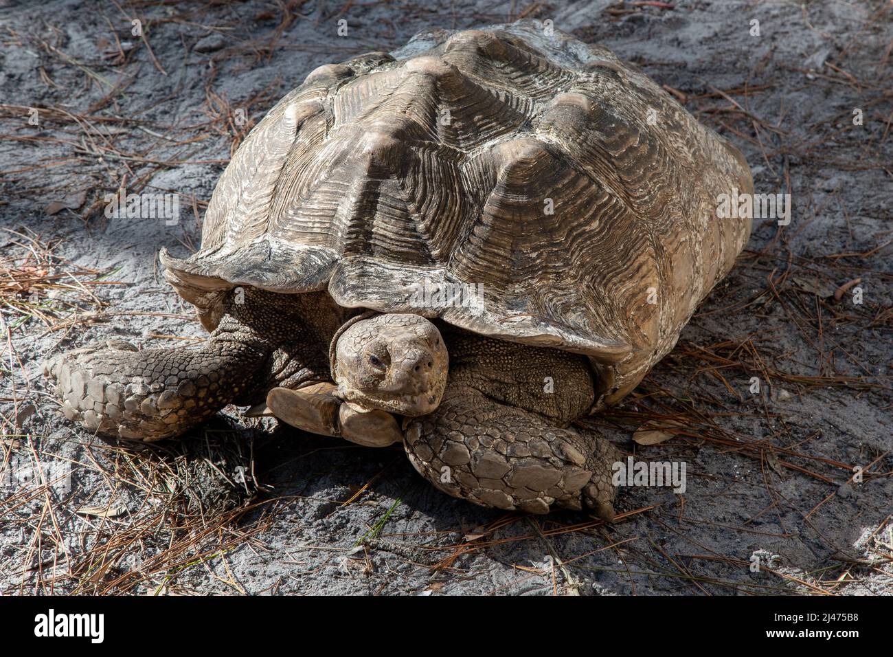 African Spur Thigh Tortoise at Reptile Discovery Center is  largest mainland tortoise Stock Photo