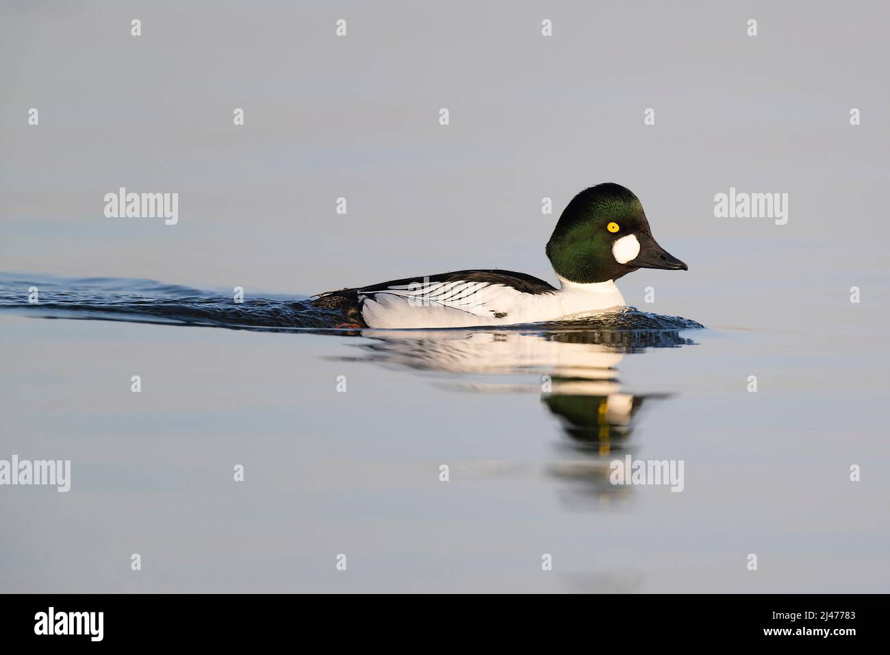 Drake goldeneye in flight hi-res stock photography and images - Alamy