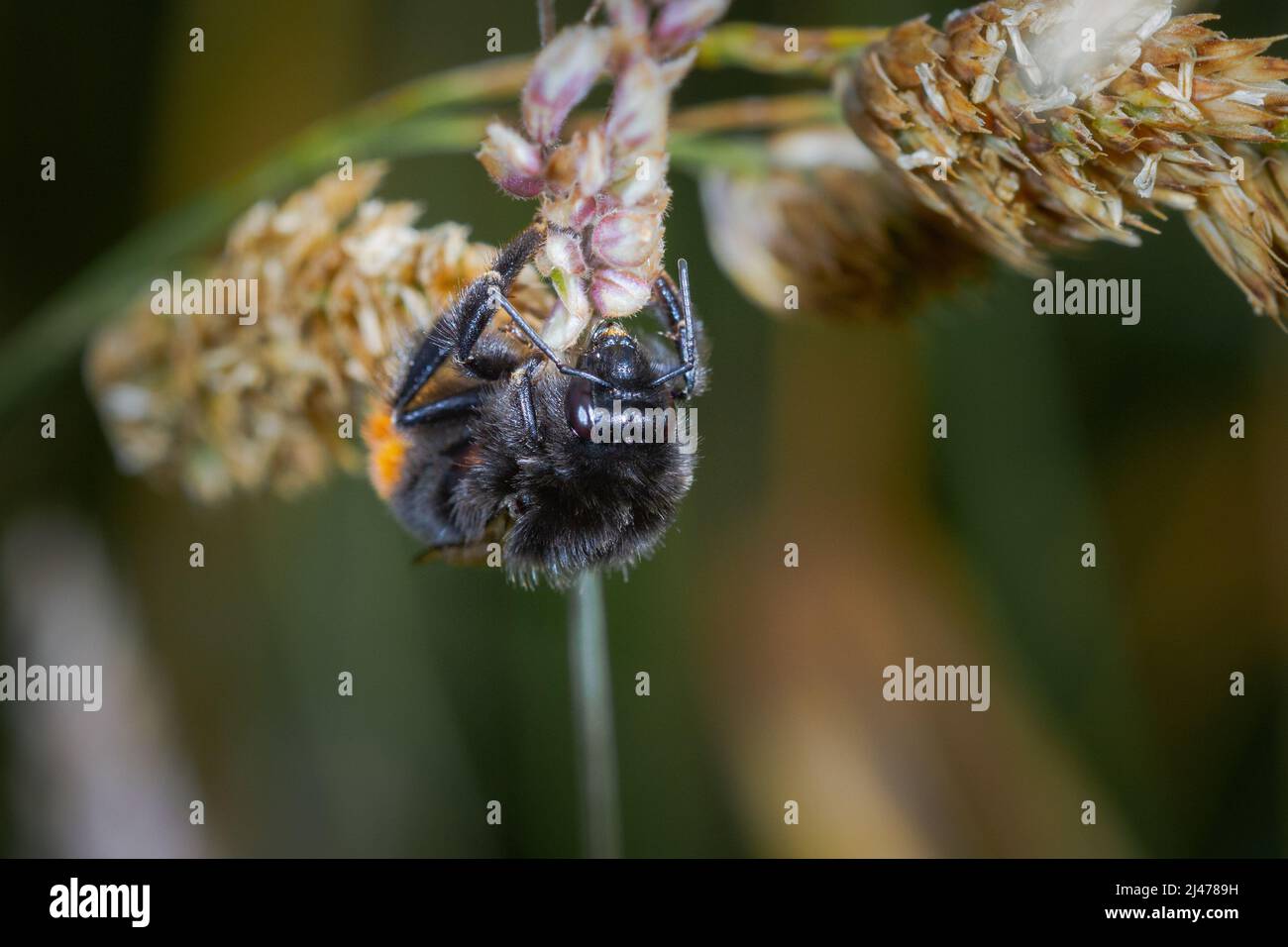 A small red tailed bumblebee (Bombus lapidarius) looks for food in the