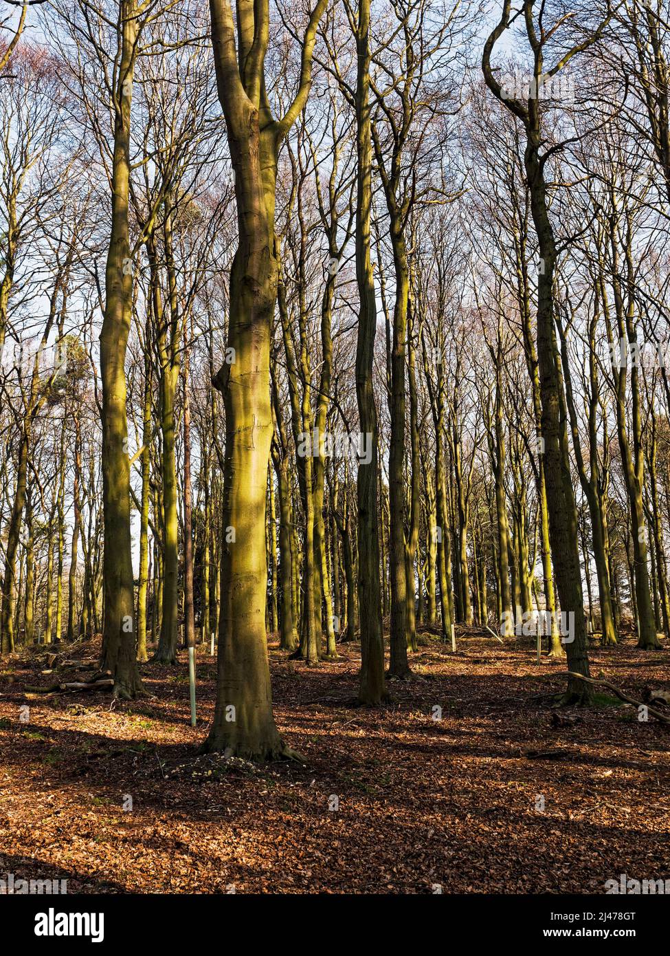 Planted and managed trees in Northumberland, UK Stock Photo Alamy