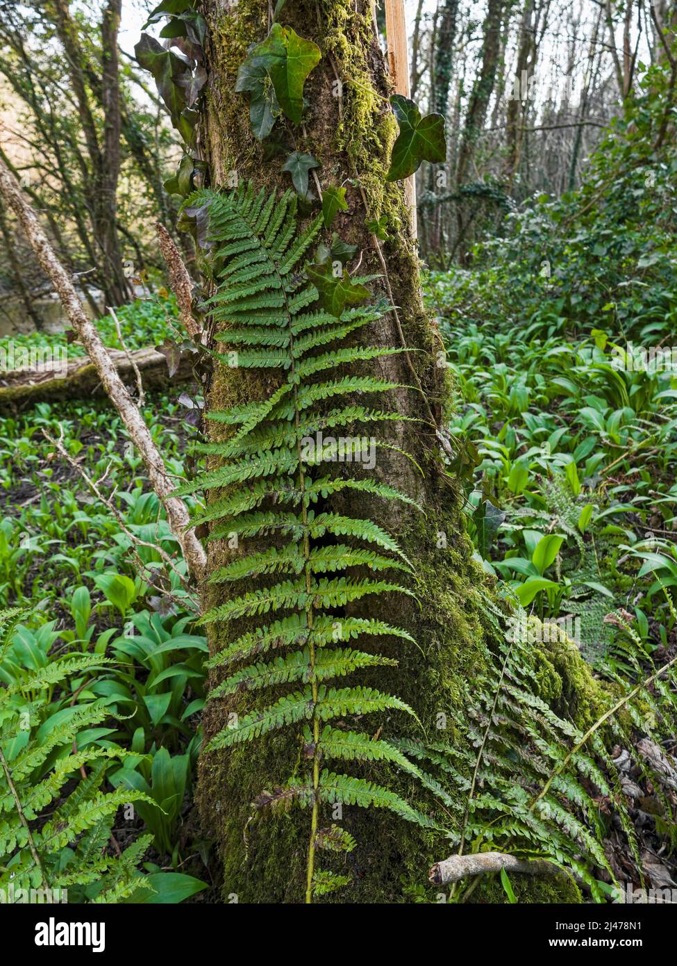 A fern grows up the side of a tree in Northumberland, UK Stock Photo