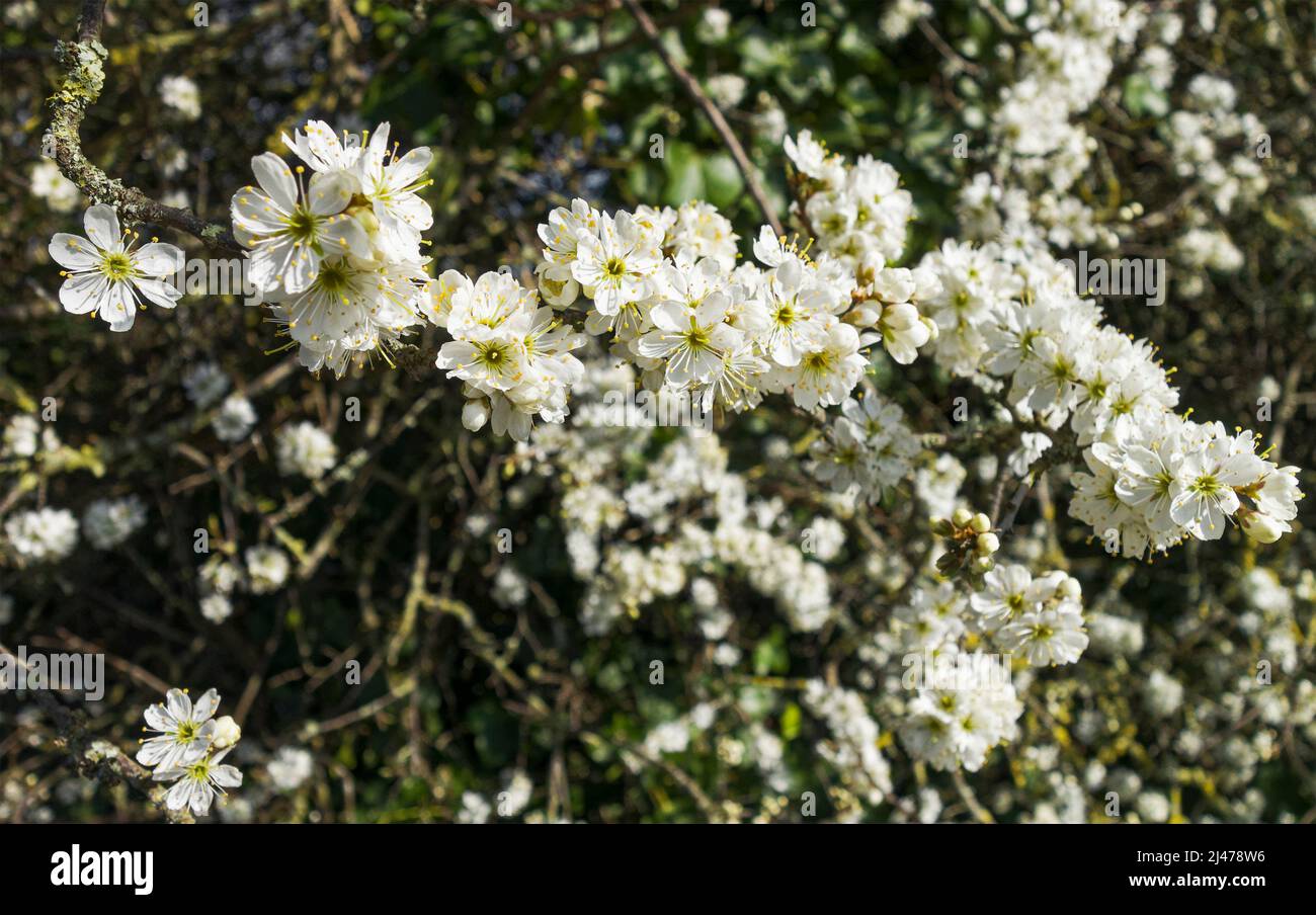 Flowering Blackthorn, Prunus spinosa, in spring in the UK Stock Photo