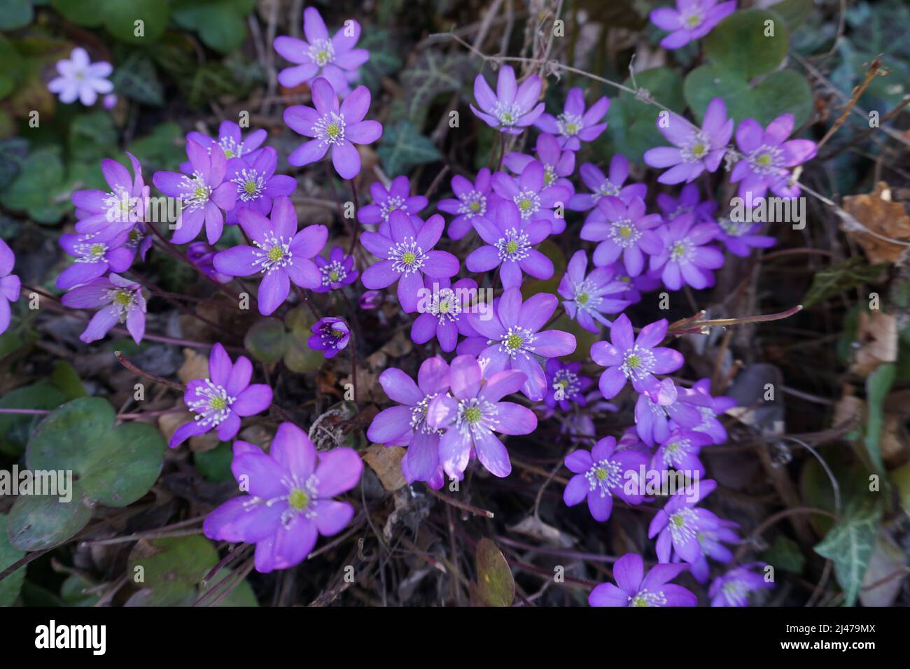 closeup of colorful pink/purple liverwort wild flowers Stock Photo
