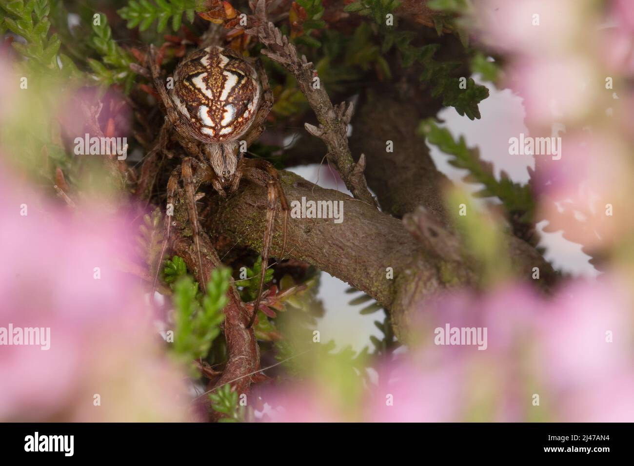 Bordered orb web spider (Neoscona adianta) framed by the heather that it is hiding in in the Suffolk heathland Stock Photo
