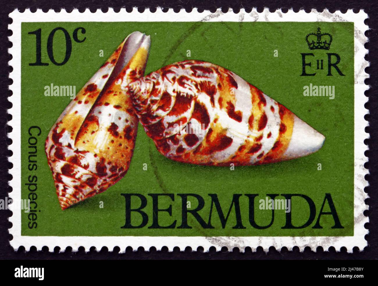 BERMUDA - CIRCA 1982: a stamp printed in Bermuda shows Conus Species, Predatory Sea Snails, circa 1982 Stock Photo