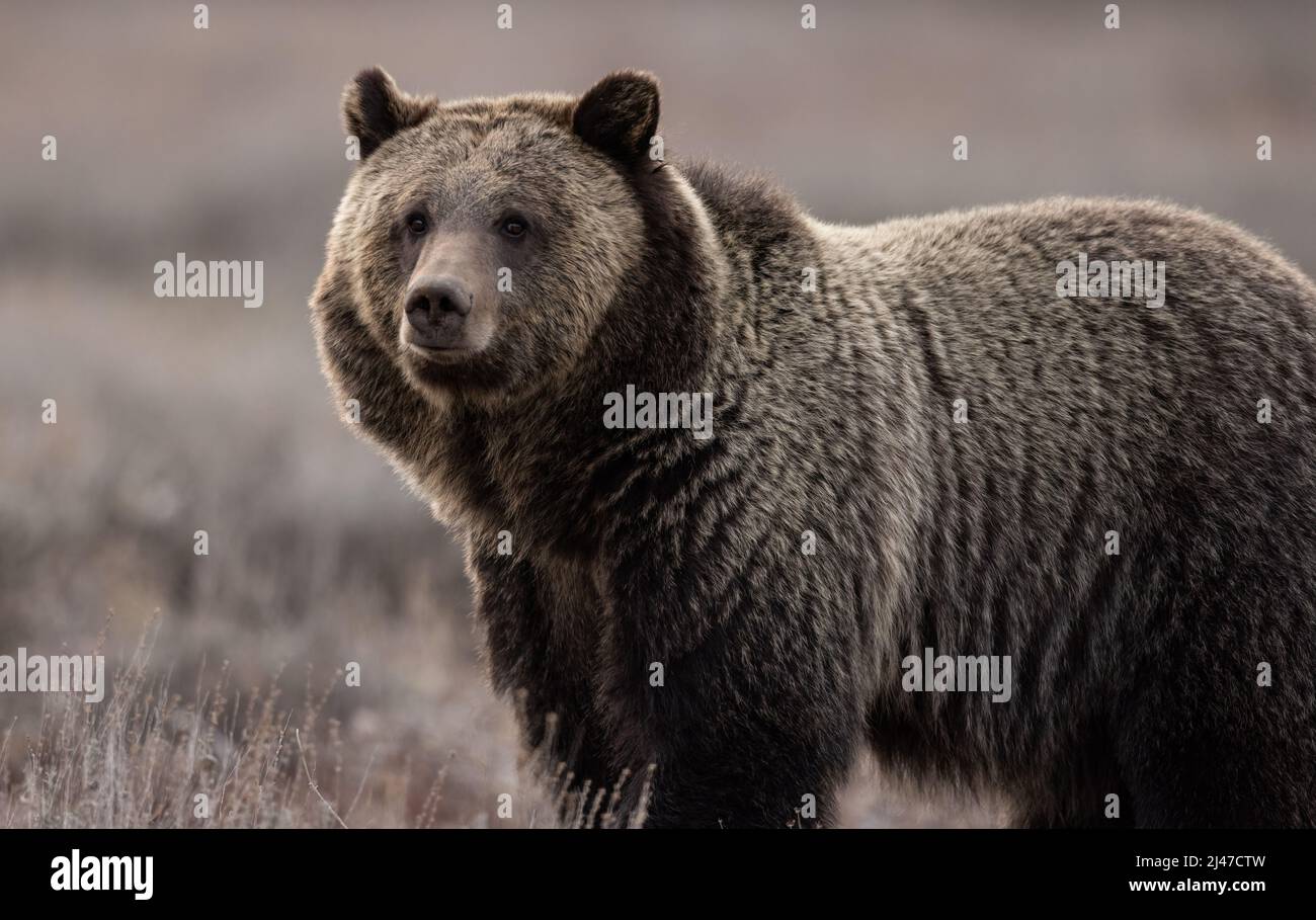 Grizzly Bear in Grand Teton National Park Stock Photo Alamy