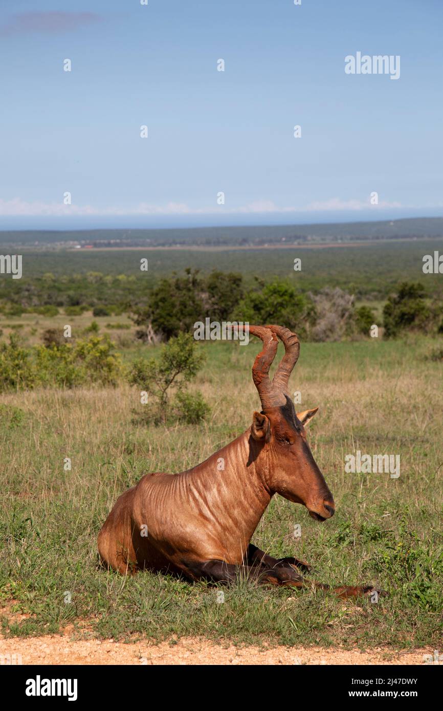 A Red Hartebeest, Alcelaphus buselaphus caama, on the Addo Elephant Reserve in nSouth Africa. Stock Photo