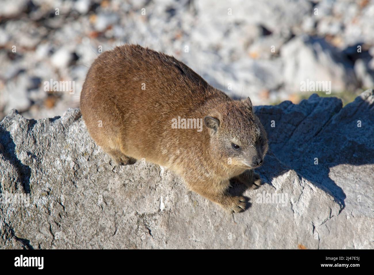 Hyrax, Procavia Capensis, sometimes known as  Dassies. On rocks in the coastline of the Western Cape in South Africa. Stock Photo